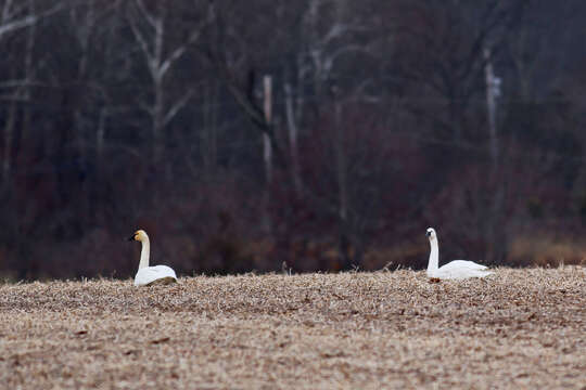 Image de Cygne siffleur