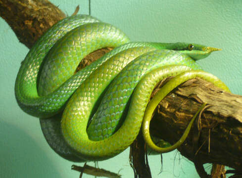 Image of Rhino Rat Snake