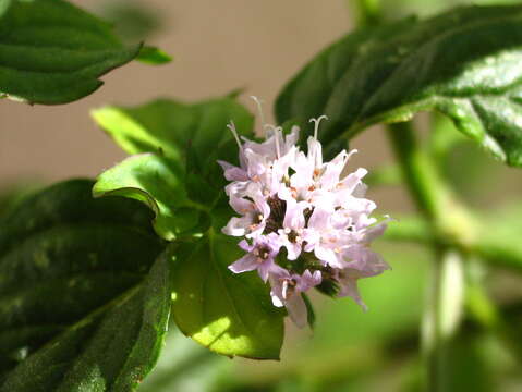 Image of Water Mint