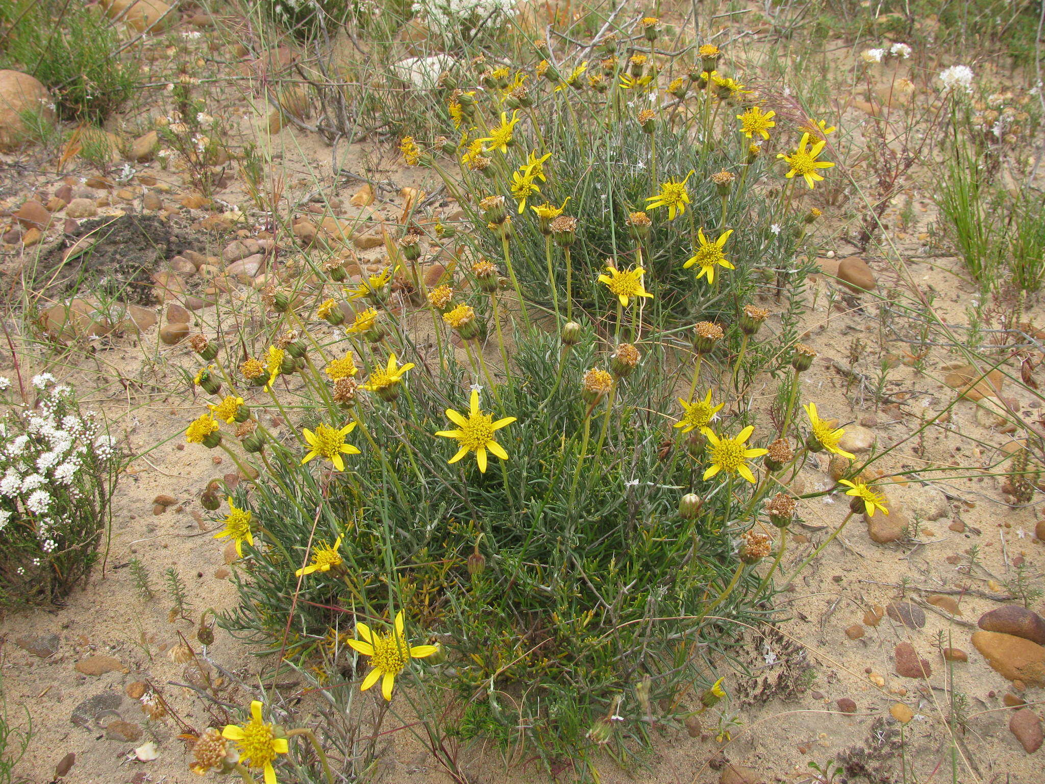 Imagem de Heterolepis peduncularis DC.