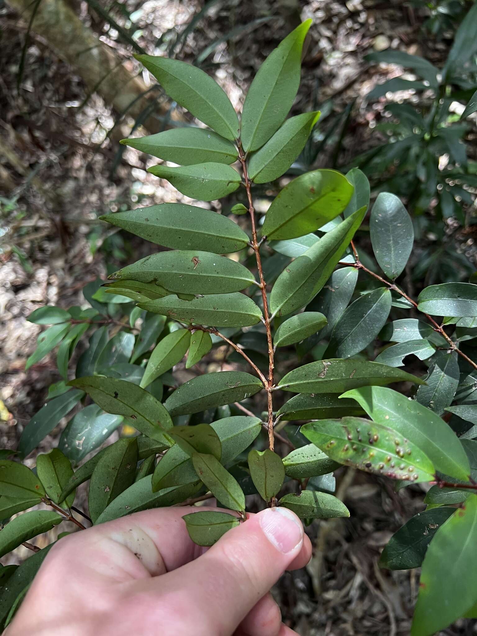 Image de Pilidiostigma glabrum Burret