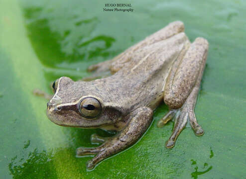 Image of Dendropsophus padreluna (Kaplan & Ruiz-Carranza 1997)