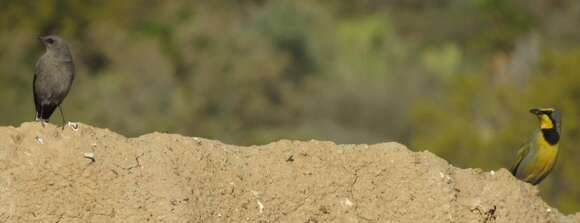 Image of Mountain Wheatear