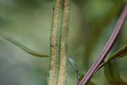 Image of Three-Leaf Gold-Back Fern