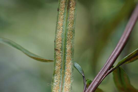 Imagem de Pityrogramma trifoliata (L.) R. Tryon