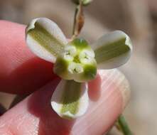 Image of Albuca decipiens U. Müll.-Doblies