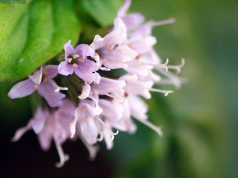 Image of Water Mint