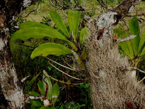 Image of Large-fruited Catasetum