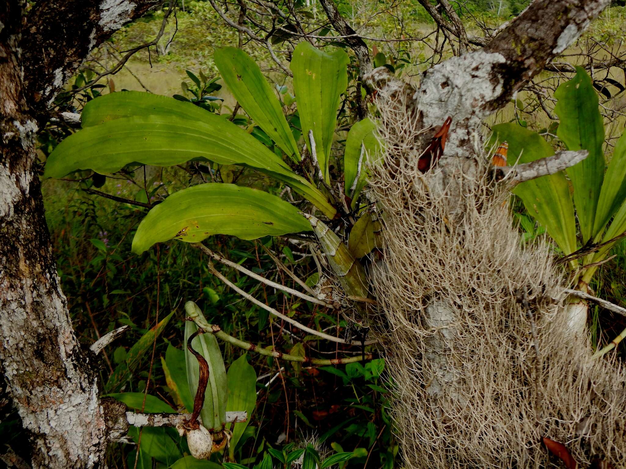 Image of Large-fruited Catasetum