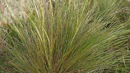 Image of Festuca petraea Guthnick ex Seub.