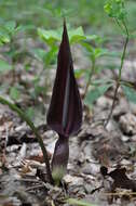 Arum elongatum Steven的圖片