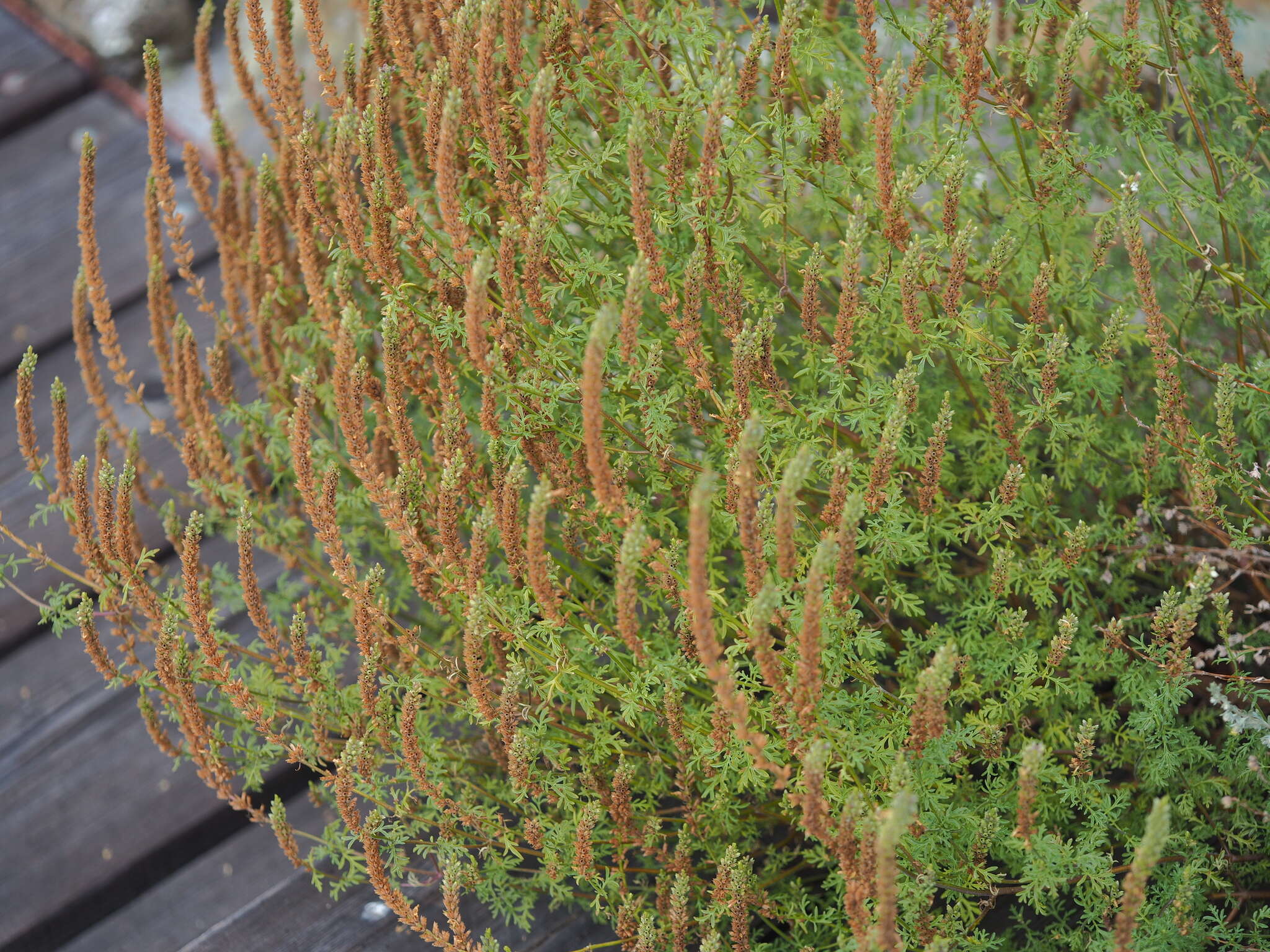 Image de Nepeta annua Pall.