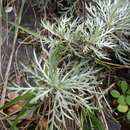 Image of <i>Artemisia <i>somai</i></i> var. somai