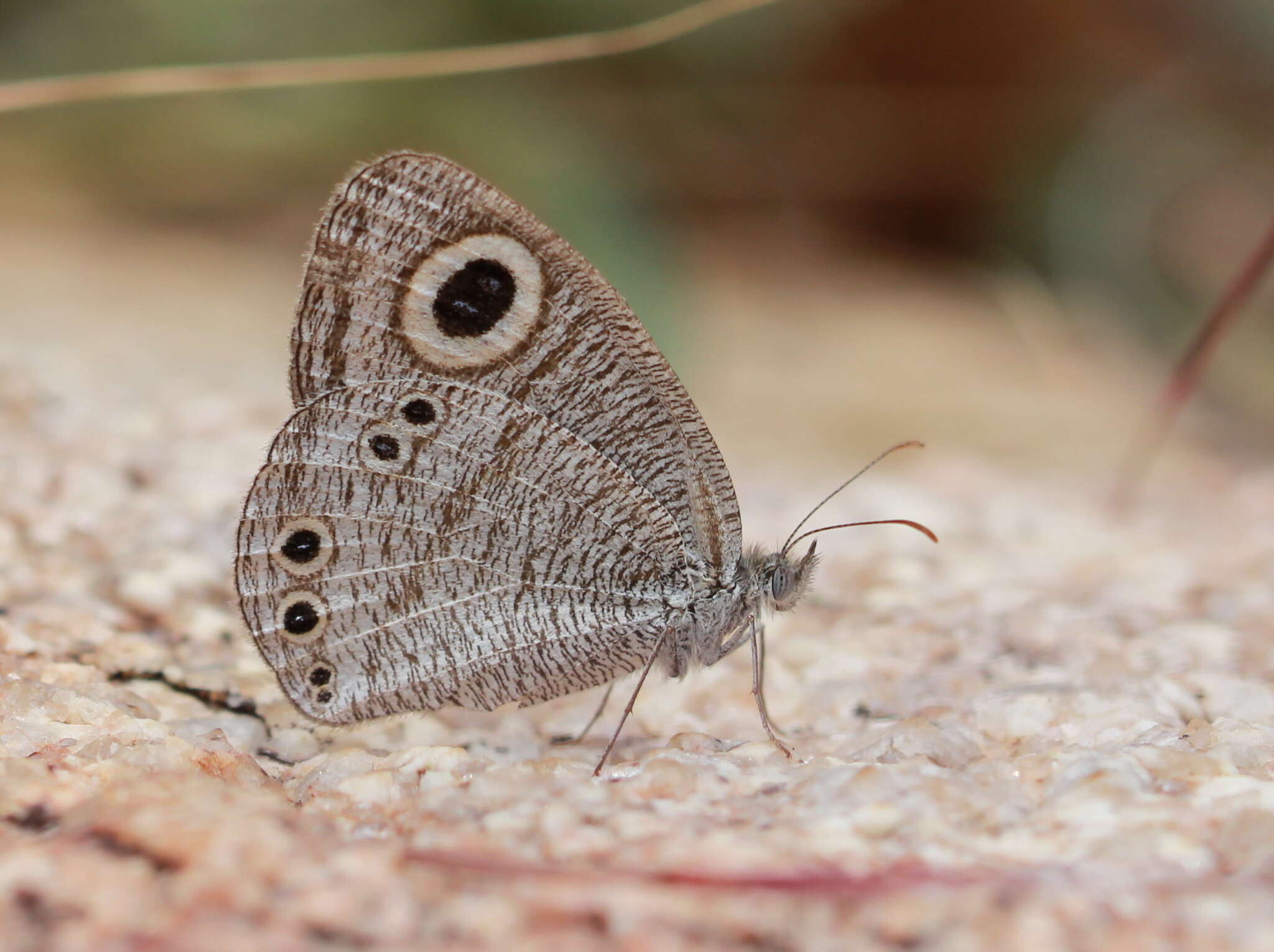 Image of Ypthima striata