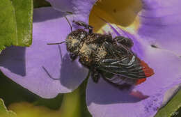 Xylocopa fimbriata Fabricius 1804 resmi