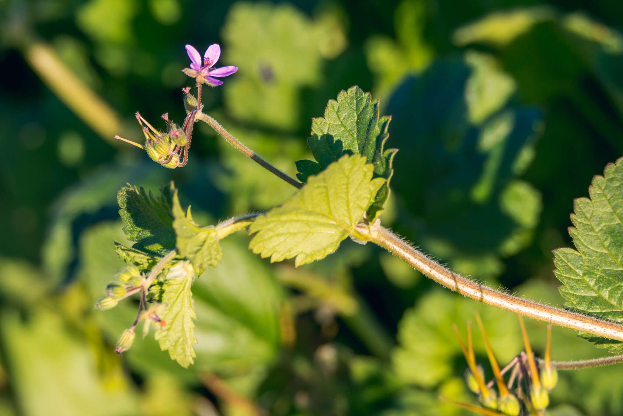 Image of Mediterranean stork's bill