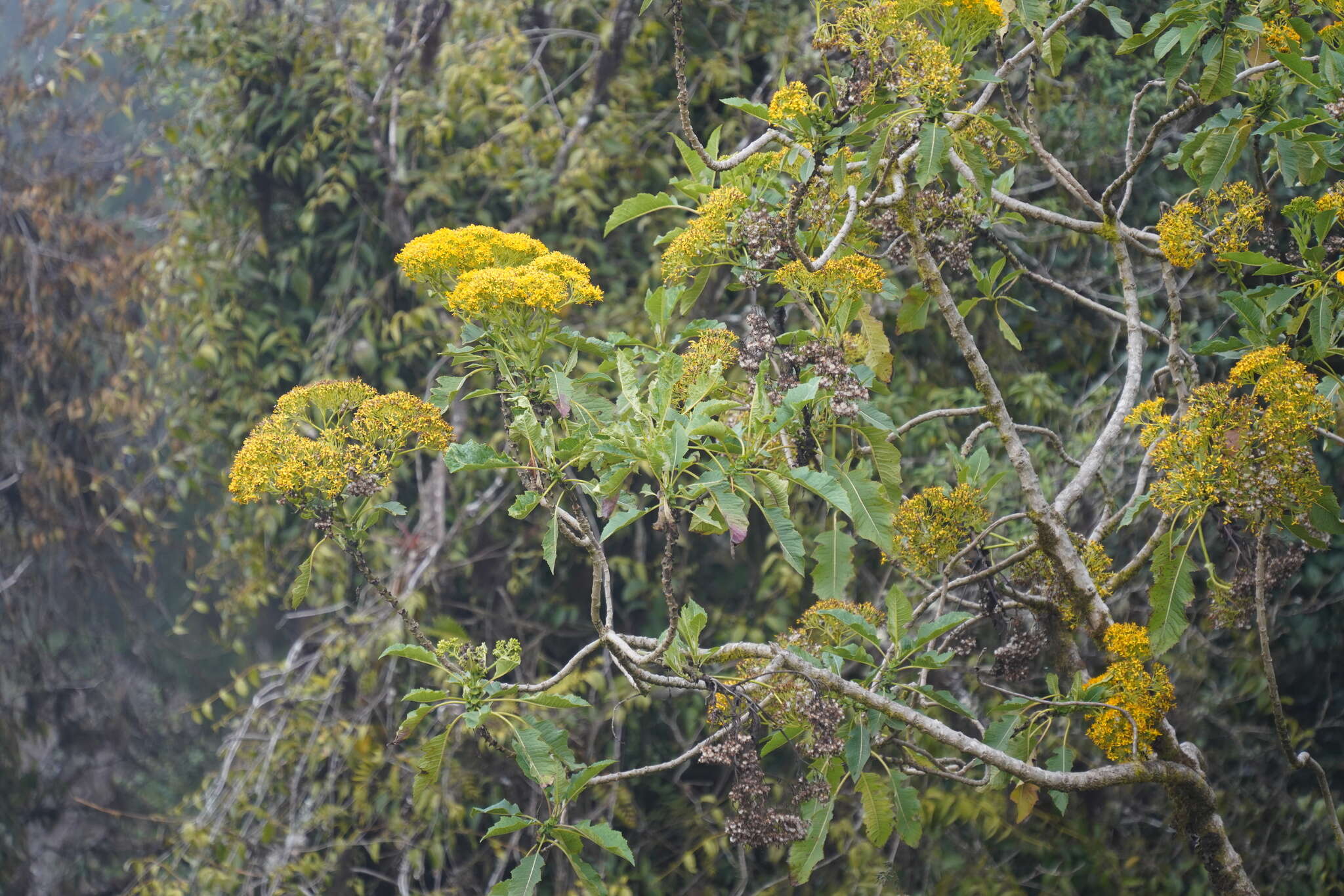 Image of Jessea cooperi (Greenm.) H. Rob. & Cuatrec.