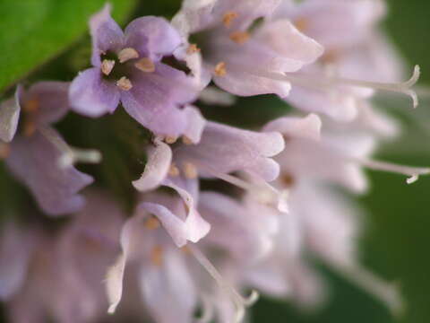 Image of Water Mint