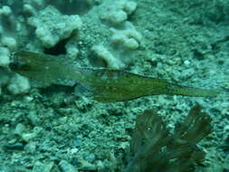 Image of Ghost pipefish