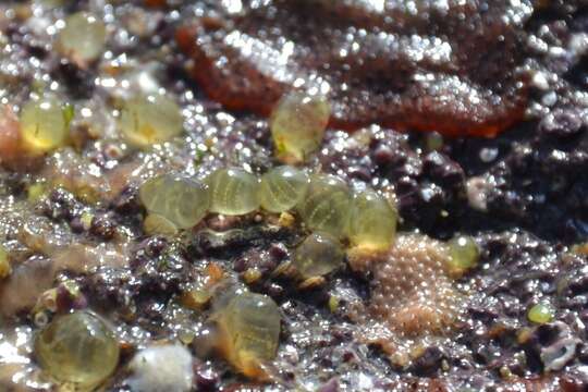 Image of Tunicate