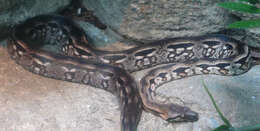 Слика од Acrantophis madagascariensis (Duméril & Bibron 1844)