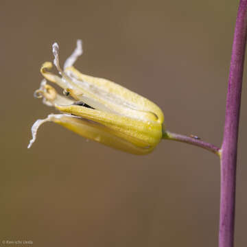 Image of yellow mustard