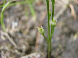 Image of twining screwstem