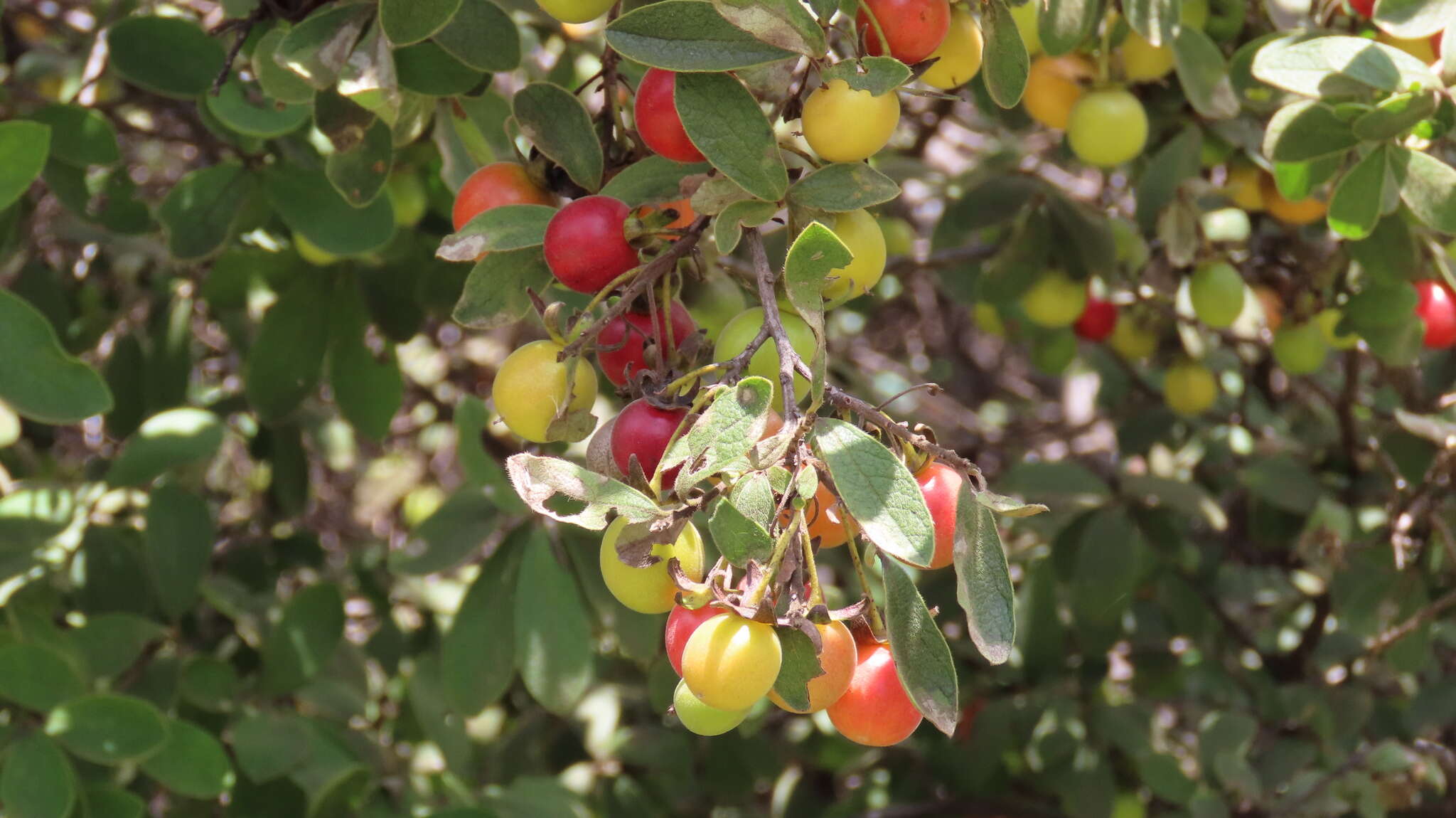 Sivun Diospyros lycioides Desf. kuva