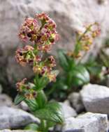 Image de Valeriana elongata Jacq.