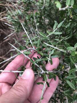 Image of Texan goatbush