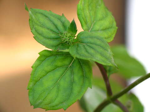 Image of Water Mint