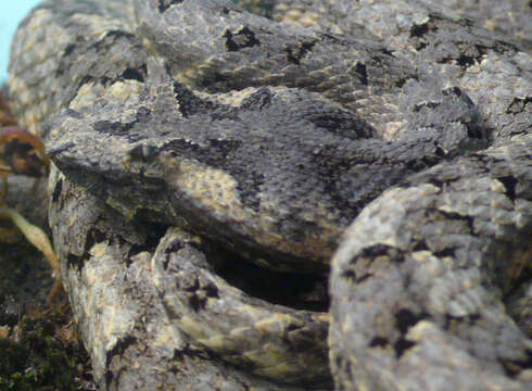 Image de Protobothrops cornutus (M. A. Smith 1930)