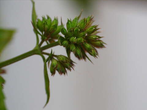 Image of Water Mint