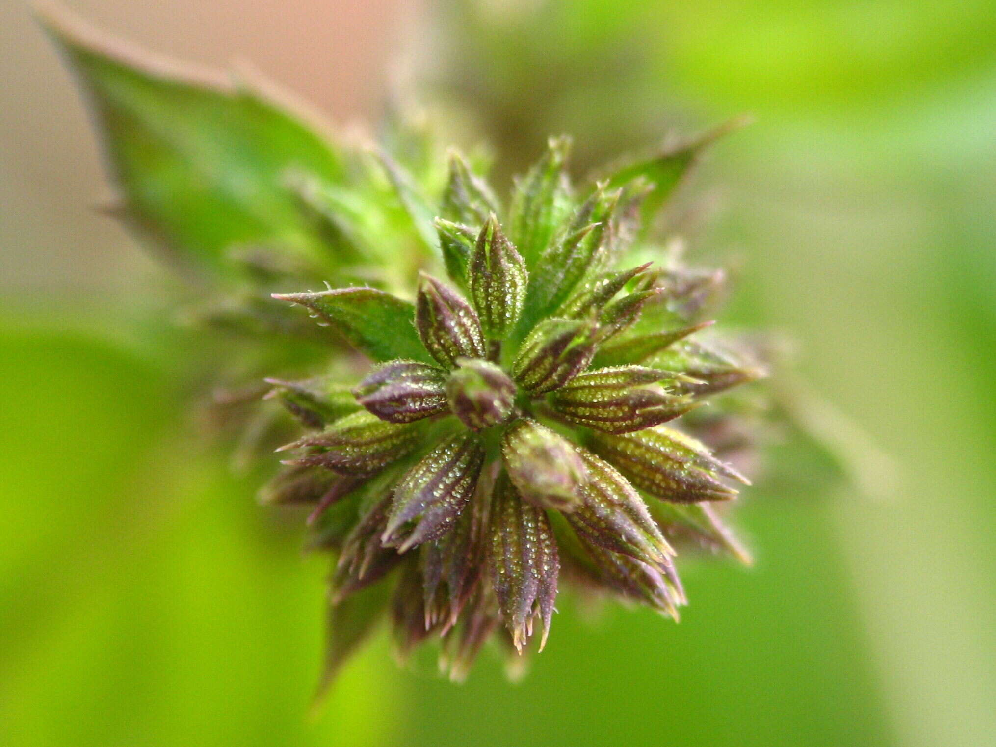 Image of Water Mint