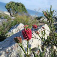 Image of Audouinia capitata (L.) Brongn.