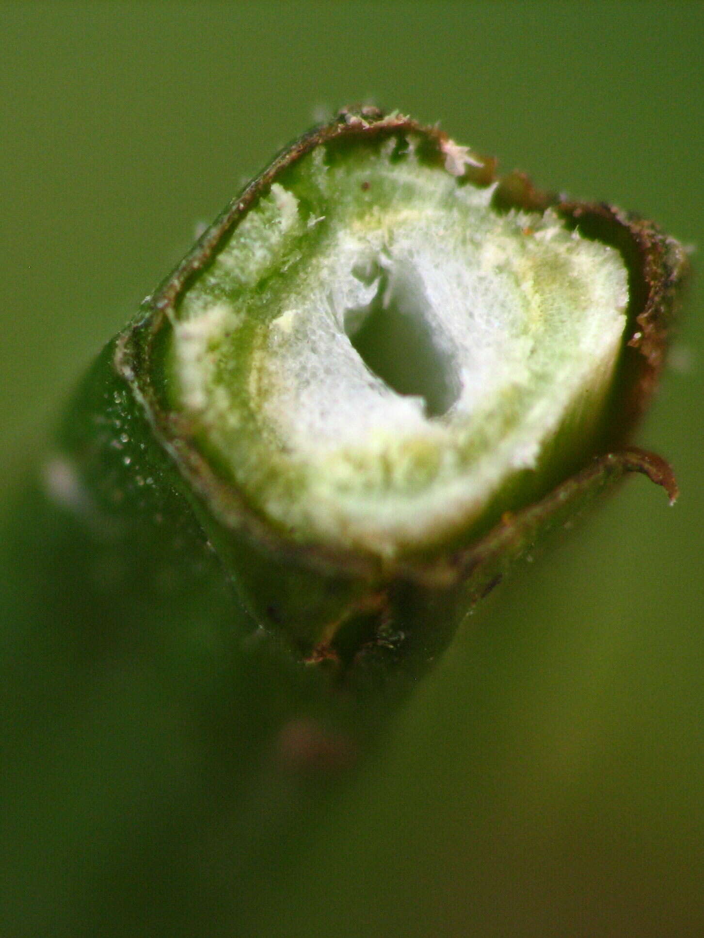 Image of Water Mint