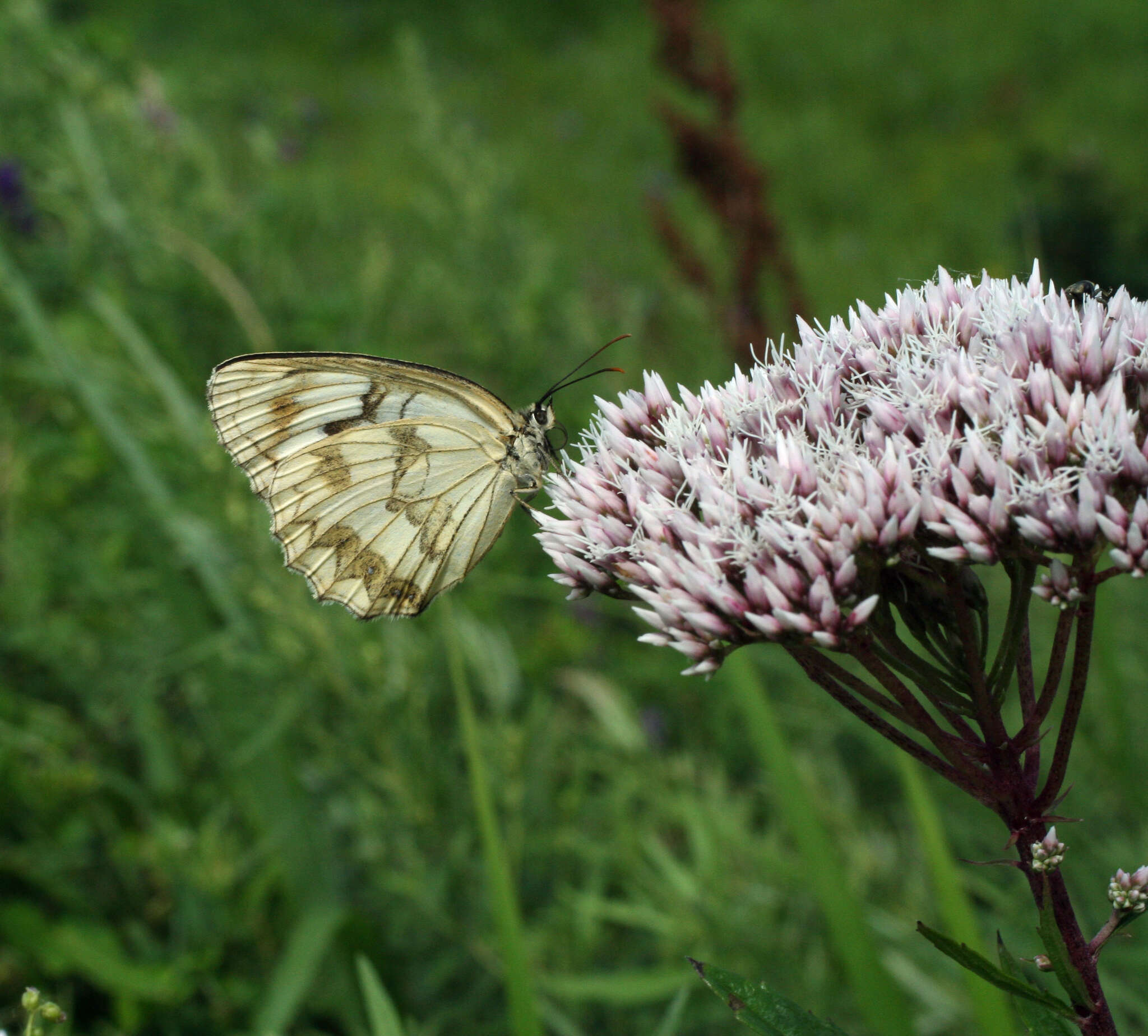 Sivun Eupatorium lindleyanum DC. kuva