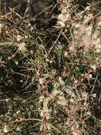 Image of Hakea ulicina R. Br.