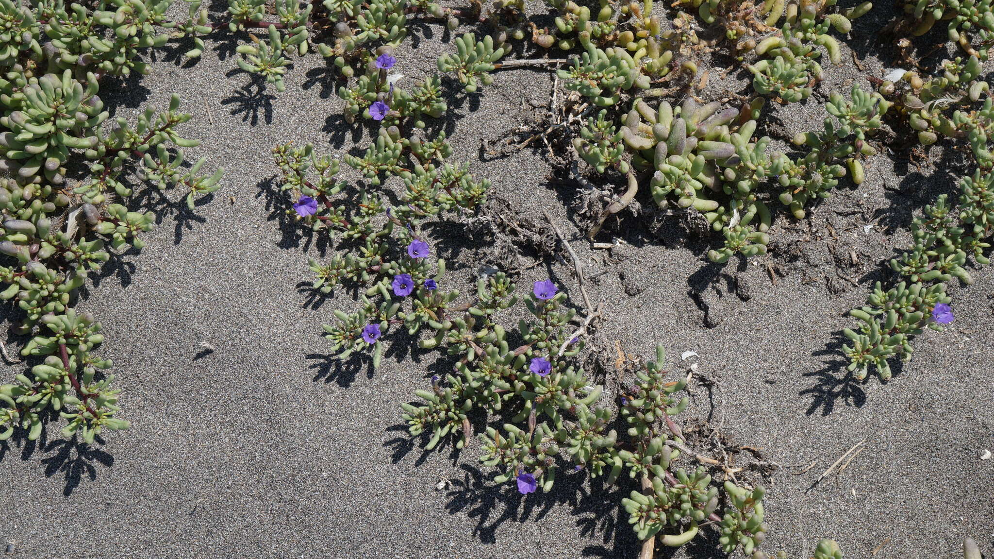 Nolana tarapacana subsp. thinophila resmi