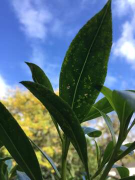 Image de Myoporum insulare R. Br.