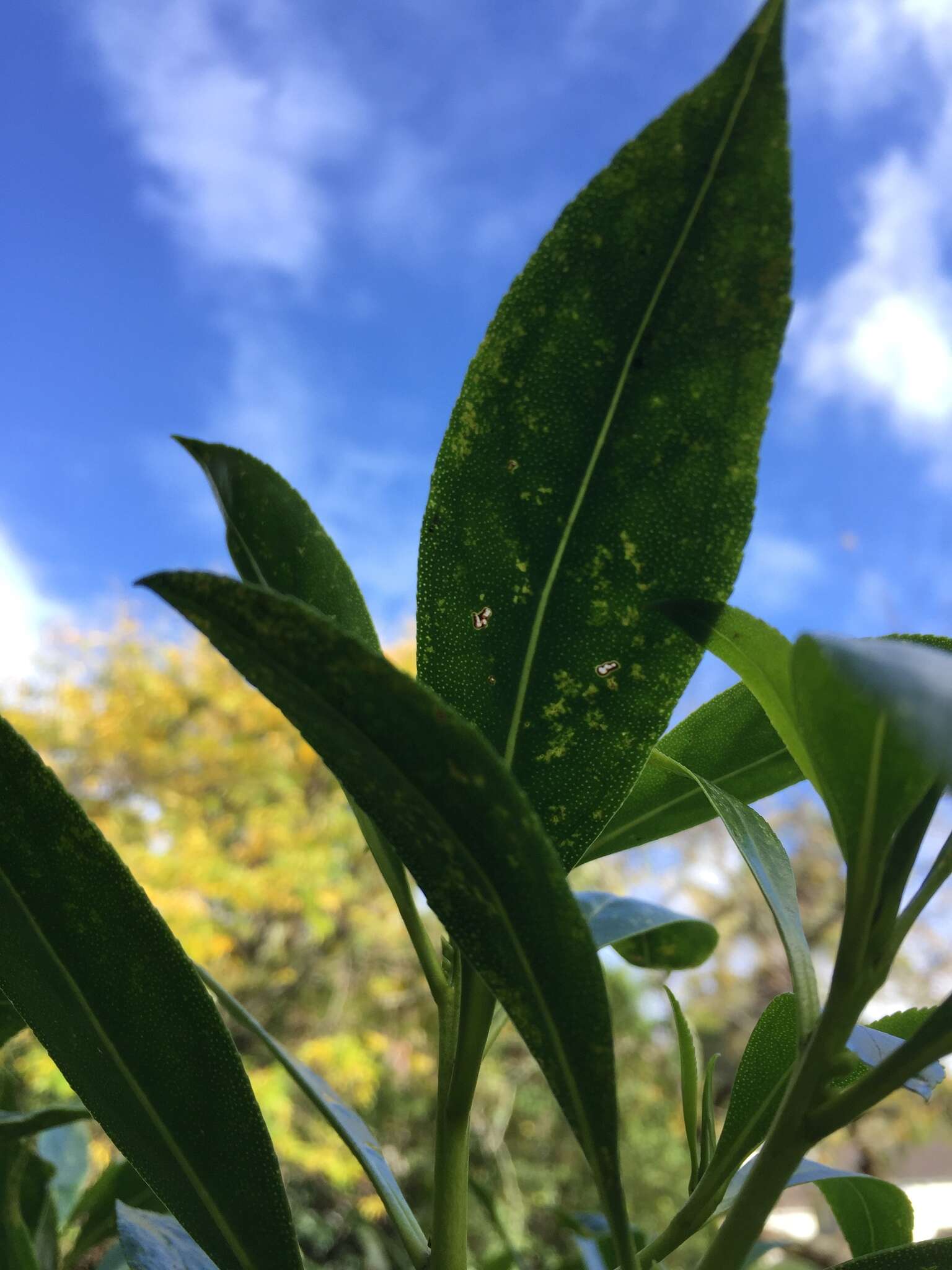 Myoporum insulare R. Br. resmi