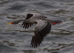 Plancia ëd Phalacrocorax gaimardi (Garnot 1828)