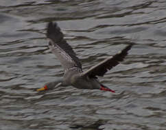 Image of Red-legged Cormorant