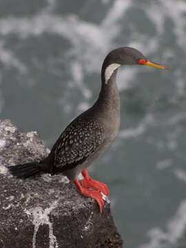 Plancia ëd Phalacrocorax gaimardi (Garnot 1828)