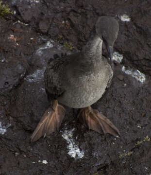 Plancia ëd Phalacrocorax gaimardi (Garnot 1828)