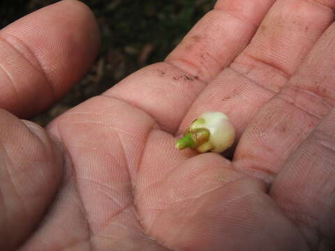 Image of Garcinia talbotii Raiz.