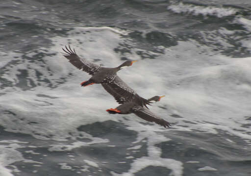 Plancia ëd Phalacrocorax gaimardi (Garnot 1828)