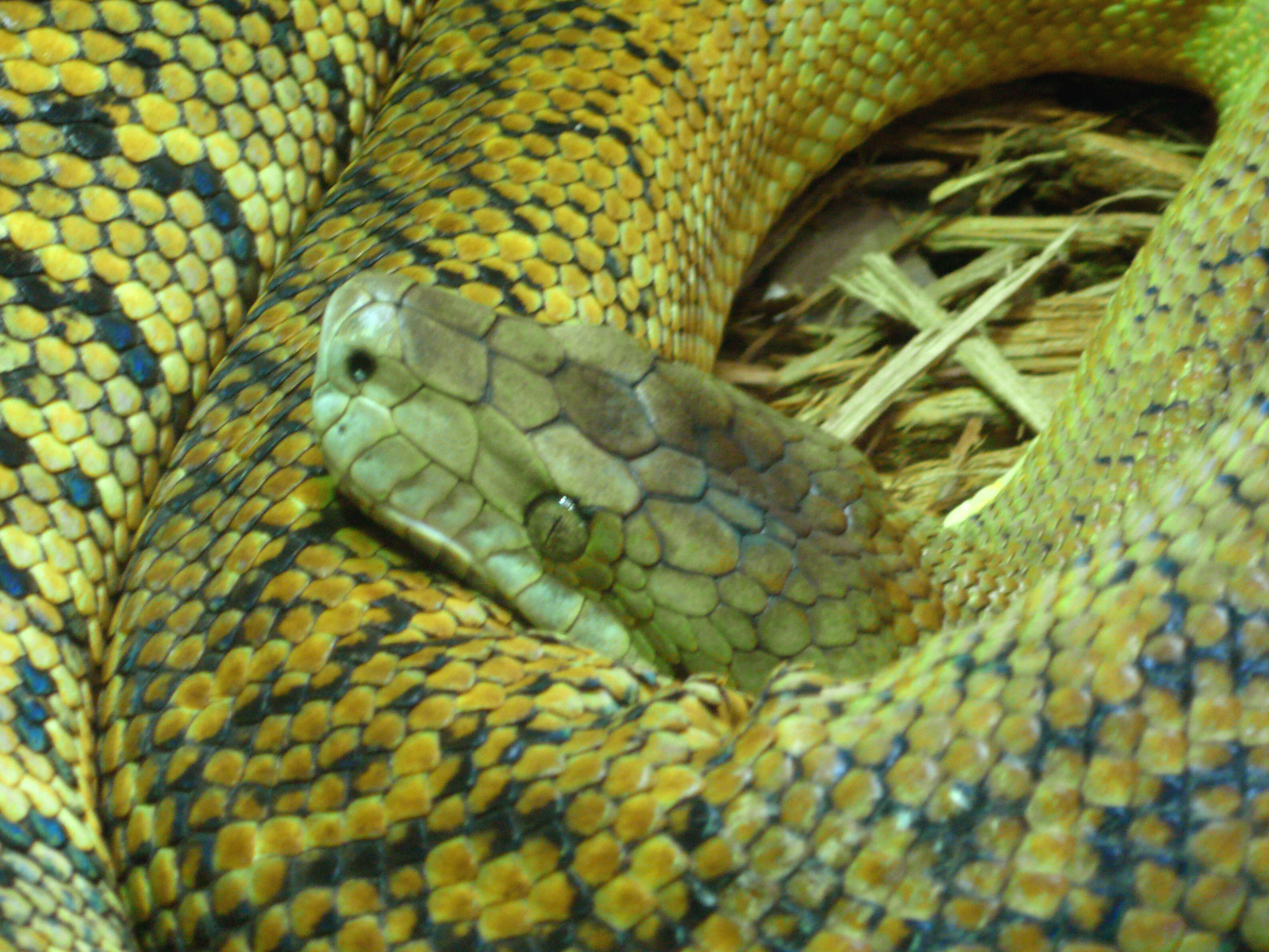 Image of Jamaican Yellow Boa