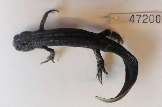 Image of Triturus ivanbureschi Arntzen & Wielstra ex Wielstra, Litvinchuk, Naumov, Tzankov & Arntzen 2013