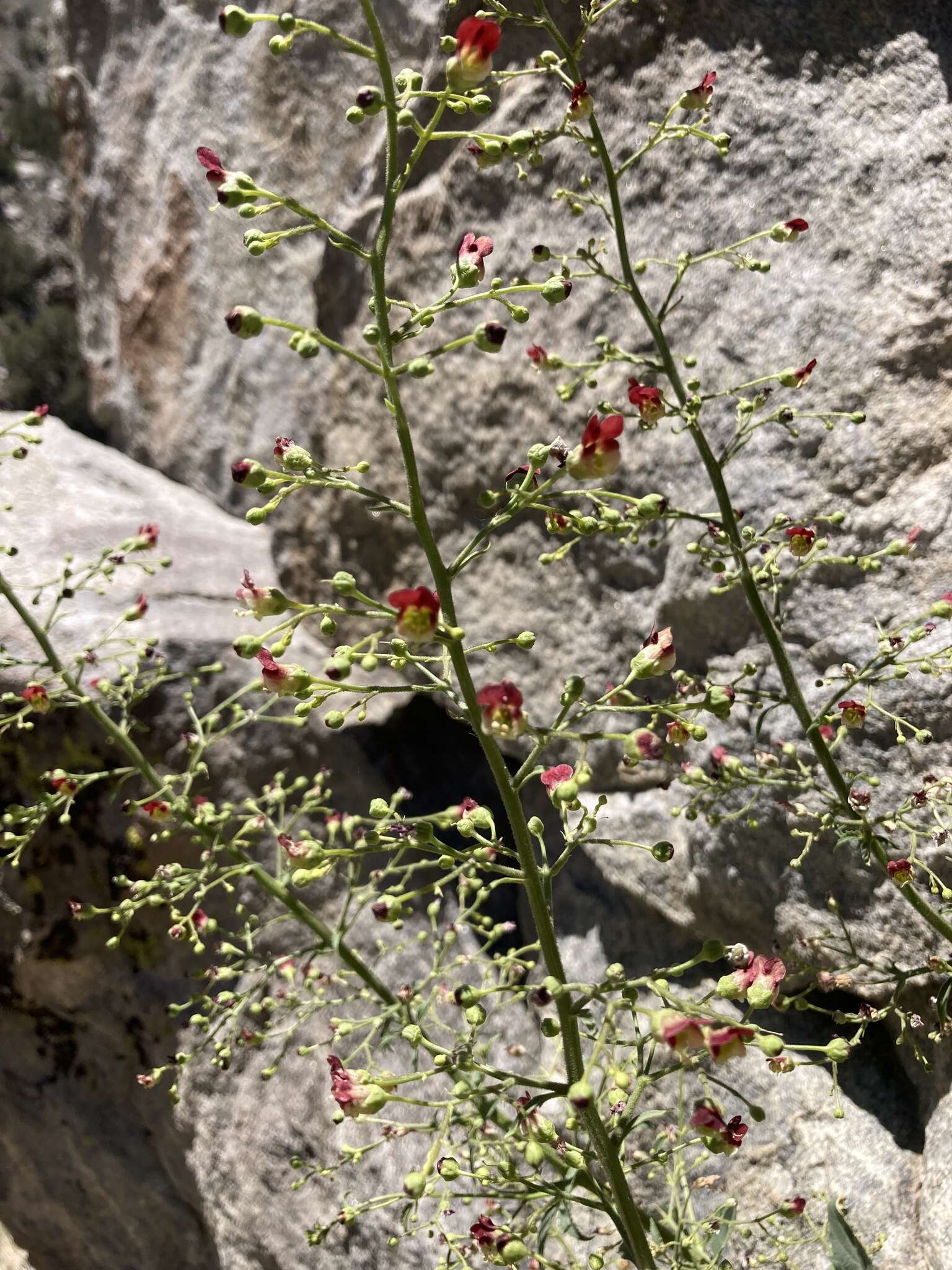 Image of desert figwort